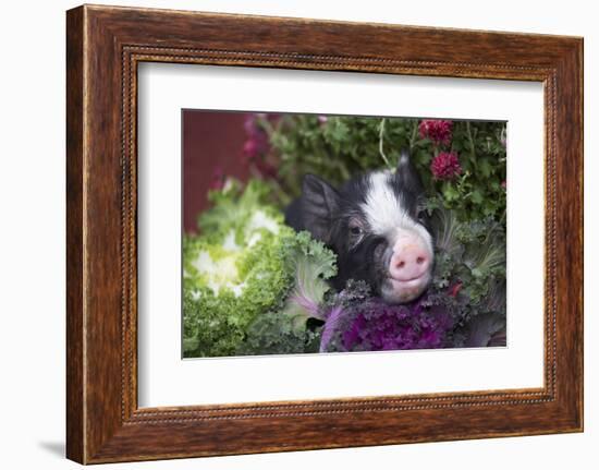 Pig-Lynn M^ Stone-Framed Photographic Print