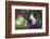 Pig-Lynn M^ Stone-Framed Photographic Print