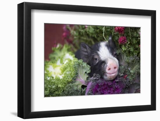 Pig-Lynn M^ Stone-Framed Photographic Print