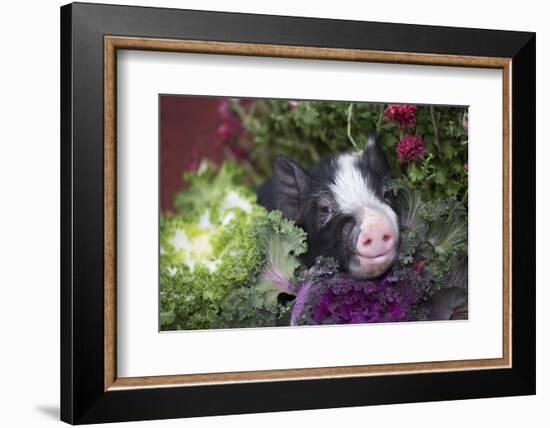 Pig-Lynn M^ Stone-Framed Photographic Print