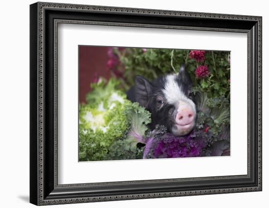 Pig-Lynn M^ Stone-Framed Photographic Print