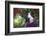 Pig-Lynn M^ Stone-Framed Photographic Print