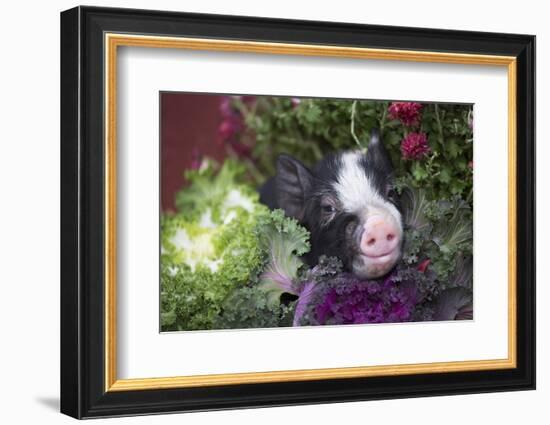Pig-Lynn M^ Stone-Framed Photographic Print