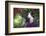 Pig-Lynn M^ Stone-Framed Photographic Print