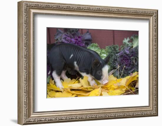 Pig-Lynn M^ Stone-Framed Photographic Print