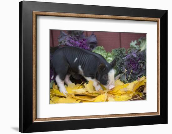 Pig-Lynn M^ Stone-Framed Photographic Print