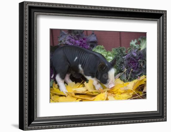 Pig-Lynn M^ Stone-Framed Photographic Print