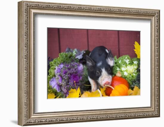 Pig-Lynn M^ Stone-Framed Photographic Print