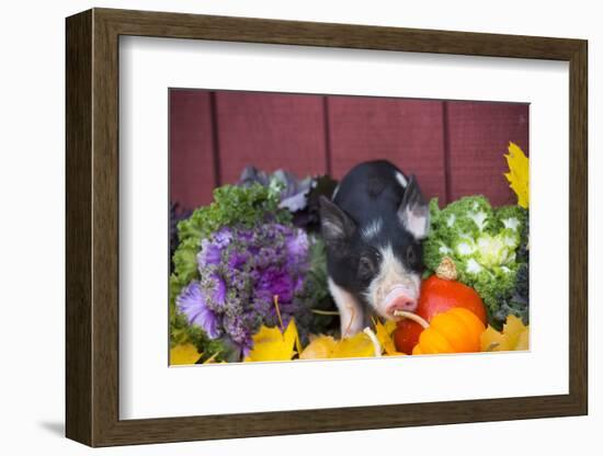 Pig-Lynn M^ Stone-Framed Photographic Print