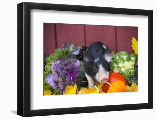 Pig-Lynn M^ Stone-Framed Photographic Print