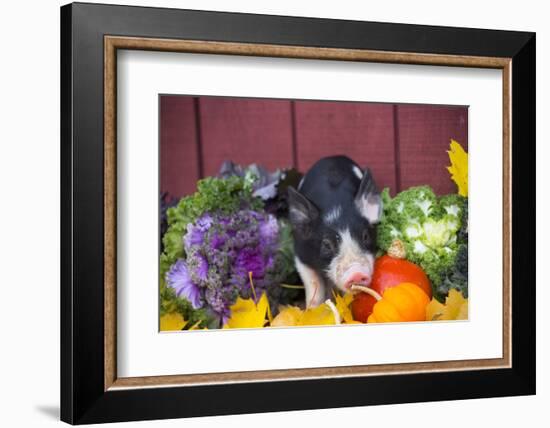 Pig-Lynn M^ Stone-Framed Photographic Print