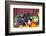 Pig-Lynn M^ Stone-Framed Photographic Print