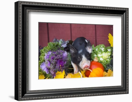 Pig-Lynn M^ Stone-Framed Photographic Print