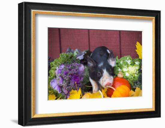 Pig-Lynn M^ Stone-Framed Photographic Print