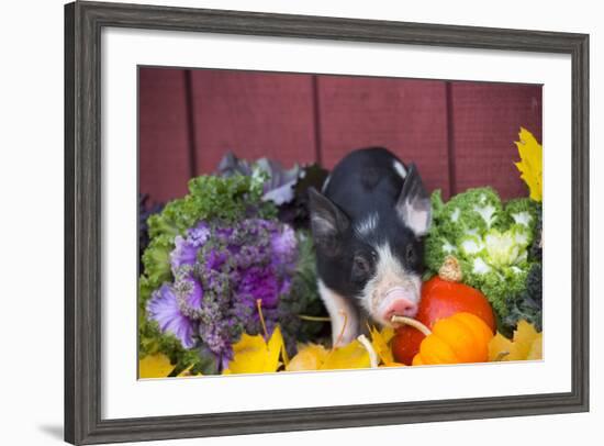 Pig-Lynn M^ Stone-Framed Photographic Print