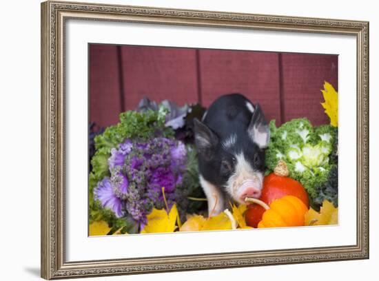 Pig-Lynn M^ Stone-Framed Photographic Print