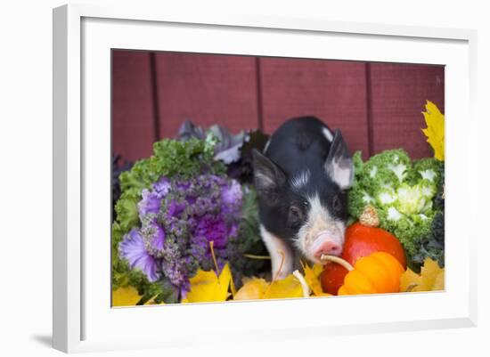 Pig-Lynn M^ Stone-Framed Photographic Print