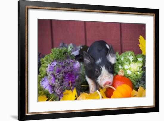 Pig-Lynn M^ Stone-Framed Photographic Print