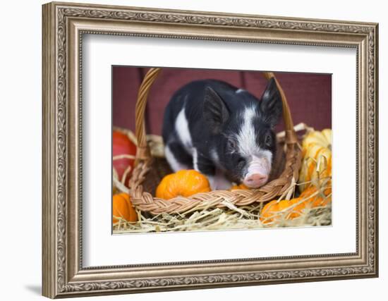 Pig-Lynn M^ Stone-Framed Photographic Print