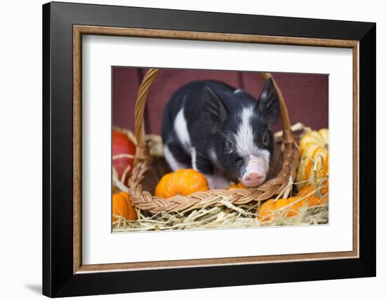 Pig-Lynn M^ Stone-Framed Photographic Print