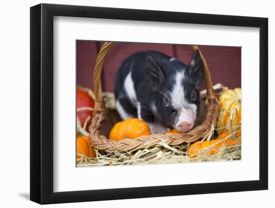 Pig-Lynn M^ Stone-Framed Photographic Print