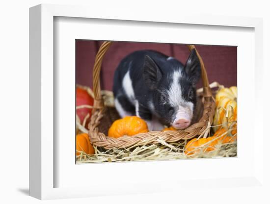 Pig-Lynn M^ Stone-Framed Photographic Print