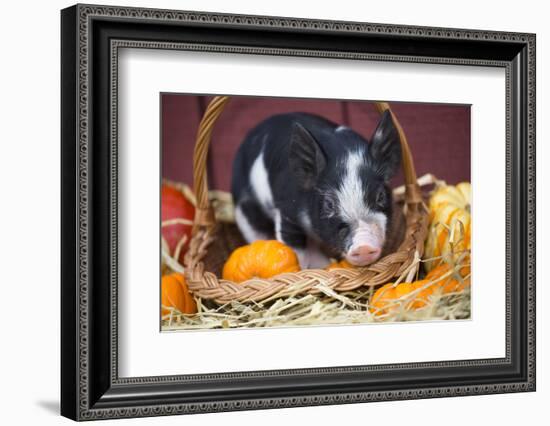 Pig-Lynn M^ Stone-Framed Photographic Print