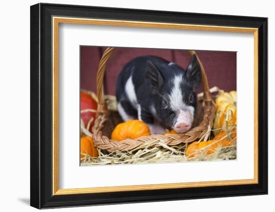 Pig-Lynn M^ Stone-Framed Photographic Print