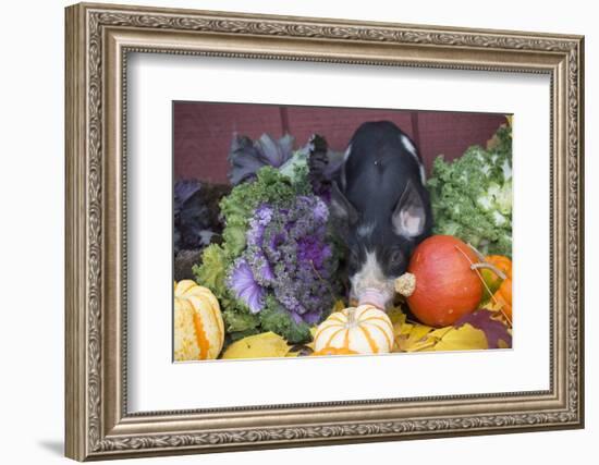 Pig-Lynn M^ Stone-Framed Photographic Print