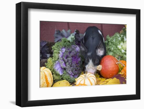 Pig-Lynn M^ Stone-Framed Photographic Print