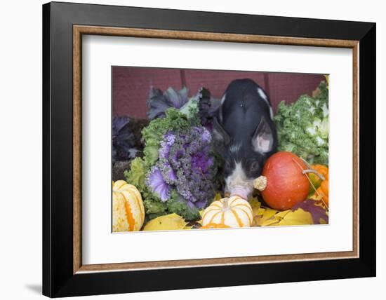 Pig-Lynn M^ Stone-Framed Photographic Print