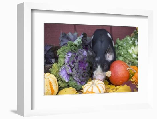 Pig-Lynn M^ Stone-Framed Photographic Print