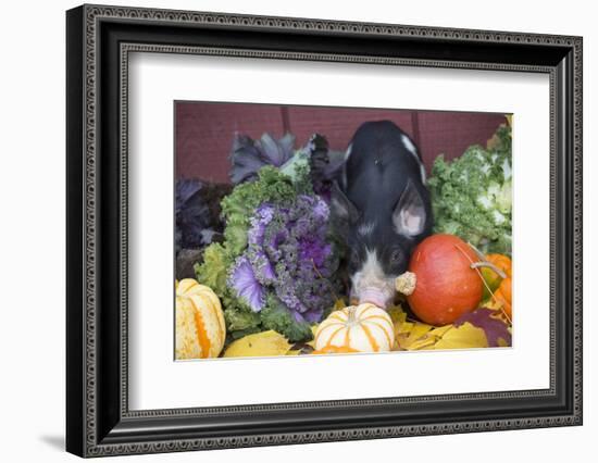 Pig-Lynn M^ Stone-Framed Photographic Print