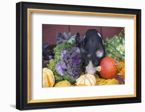 Pig-Lynn M^ Stone-Framed Photographic Print