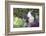 Pig-Lynn M^ Stone-Framed Photographic Print