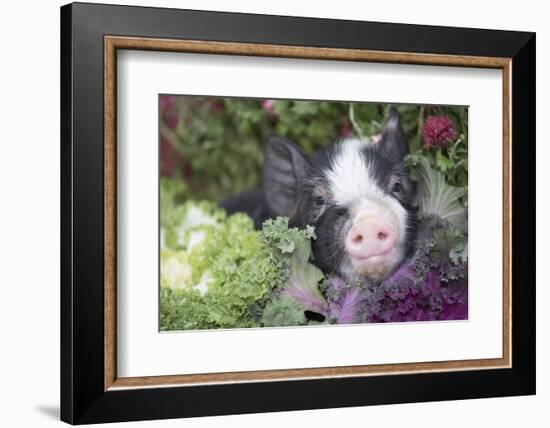 Pig-Lynn M^ Stone-Framed Photographic Print