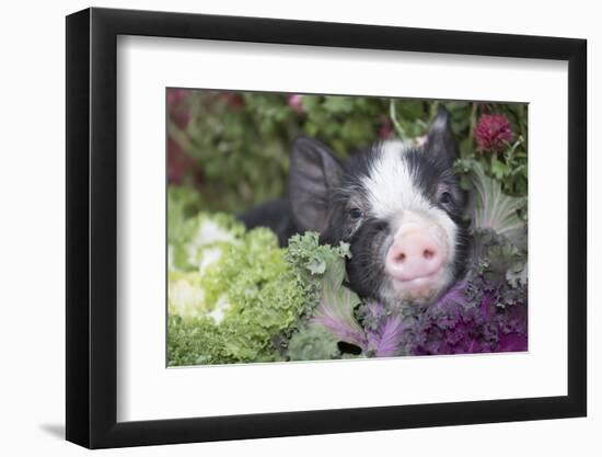 Pig-Lynn M^ Stone-Framed Photographic Print