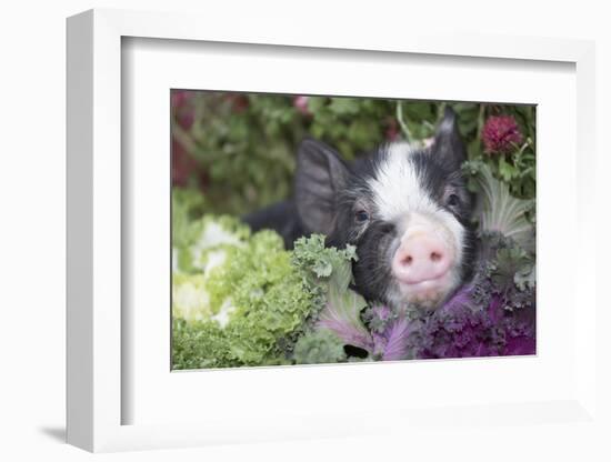 Pig-Lynn M^ Stone-Framed Photographic Print