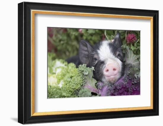 Pig-Lynn M^ Stone-Framed Photographic Print