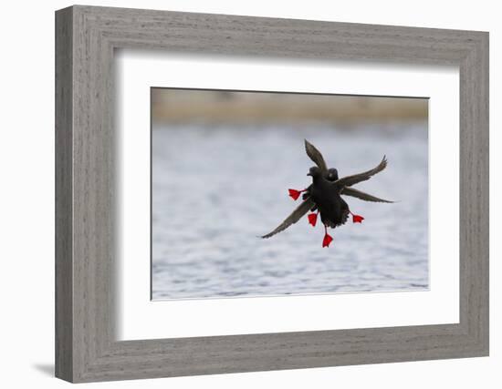 Pigeon Guillemot Alighting-Ken Archer-Framed Photographic Print