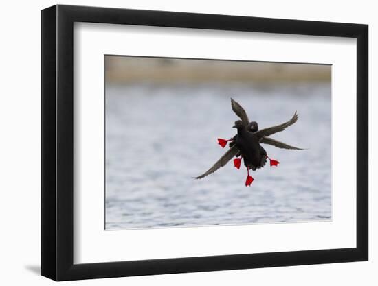 Pigeon Guillemot Alighting-Ken Archer-Framed Photographic Print