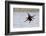 Pigeon Guillemot Alighting-Ken Archer-Framed Photographic Print