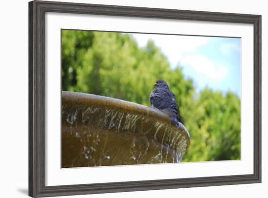 Pigeon on Sausalito Fountain, Marin County, California-Anna Miller-Framed Photographic Print