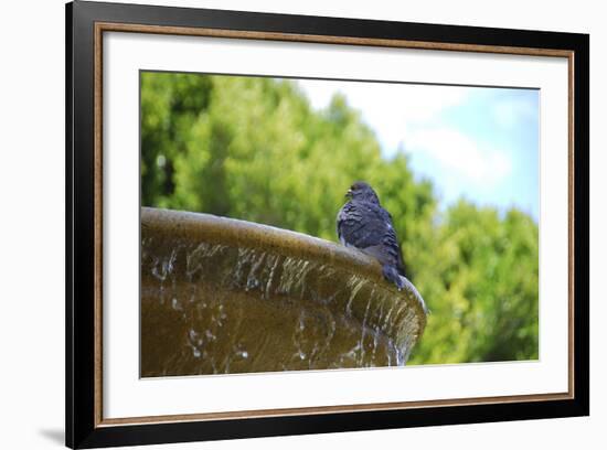 Pigeon on Sausalito Fountain, Marin County, California-Anna Miller-Framed Photographic Print