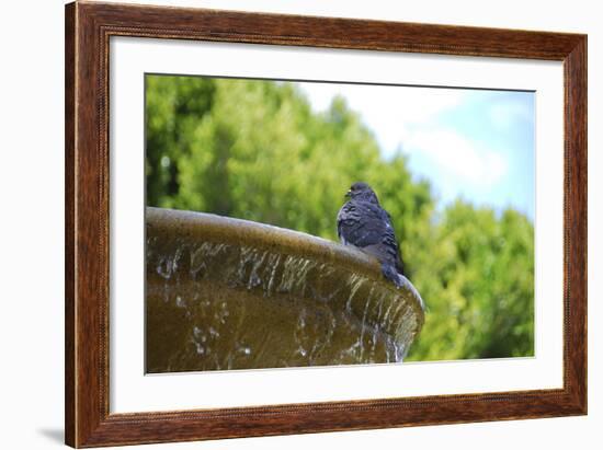 Pigeon on Sausalito Fountain, Marin County, California-Anna Miller-Framed Photographic Print