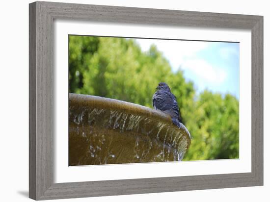 Pigeon on Sausalito Fountain, Marin County, California-Anna Miller-Framed Photographic Print