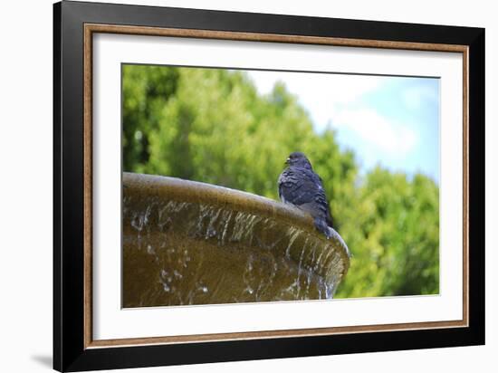 Pigeon on Sausalito Fountain, Marin County, California-Anna Miller-Framed Photographic Print