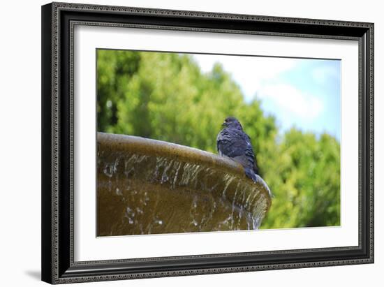 Pigeon on Sausalito Fountain, Marin County, California-Anna Miller-Framed Photographic Print