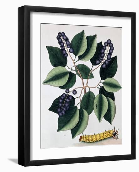 Pigeon Plum and a Great Horned Catterpillar, 1771-Mark Catesby-Framed Giclee Print