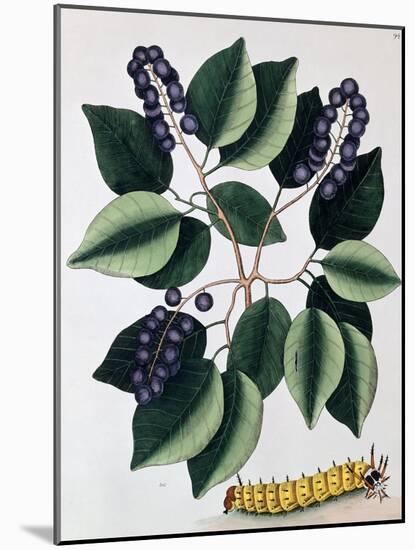 Pigeon Plum and a Great Horned Catterpillar, 1771-Mark Catesby-Mounted Giclee Print